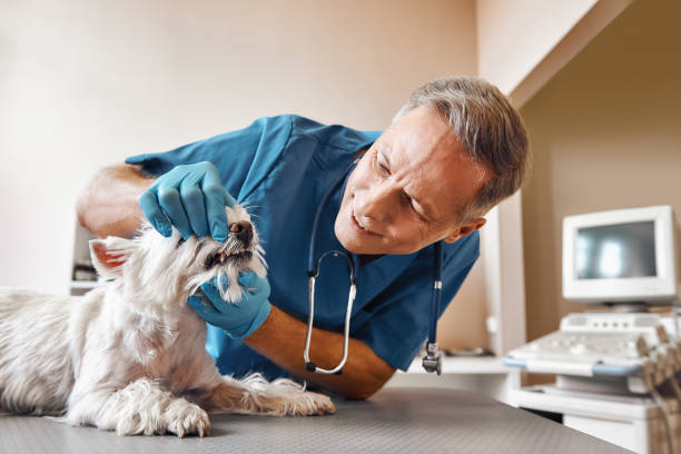 Best Emergency Root Canal Treatment in Roselle, IL